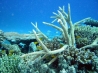 Самые впечатляющие коралловые рифы в мире